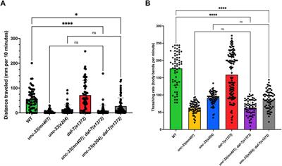 The daf-7(e1372) mutation rescues dauer formation defects seen in C. elegans unc-33 mutants